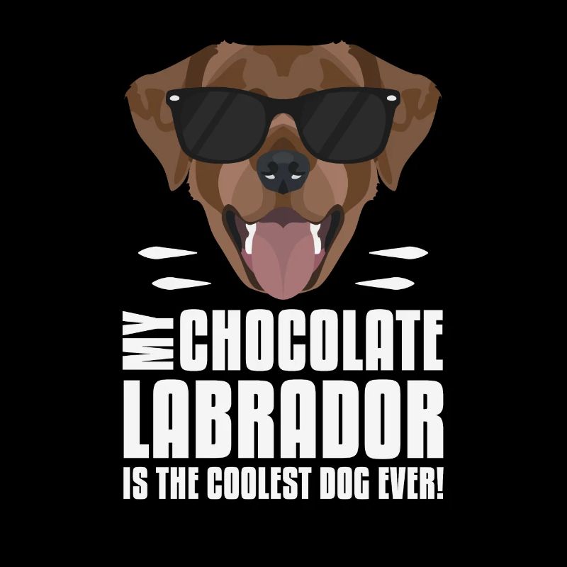 Mon chocolat labrador, le lab est le plus cool