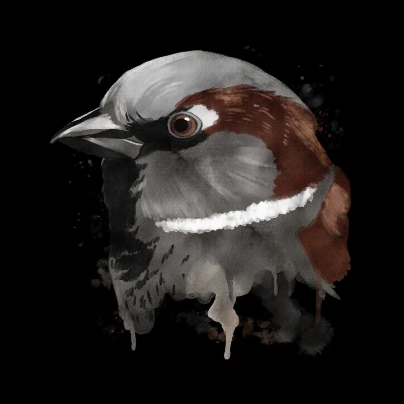 Haussperling Splash Hausspatz Vogel Spatz