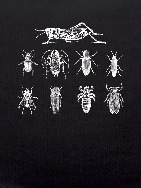 Bugs Insects