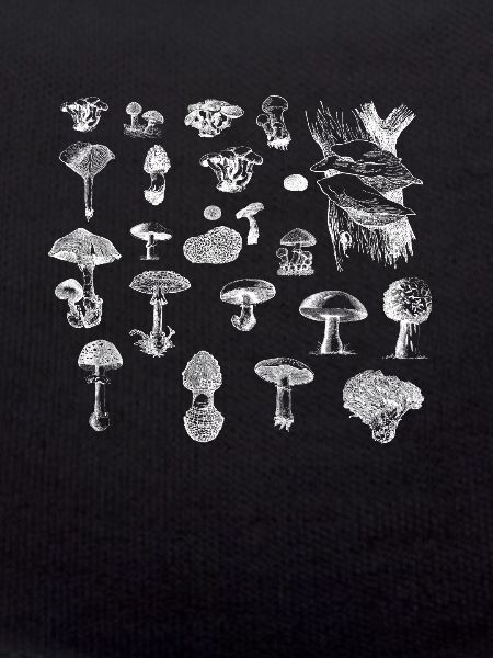 Pilz-Sammlung