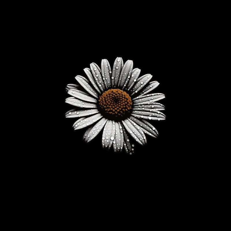 Gänseblümchen Sillouetthe