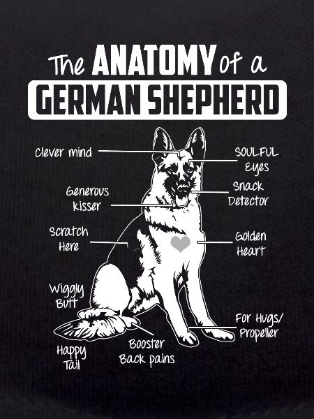 Anatomy German Shepherd