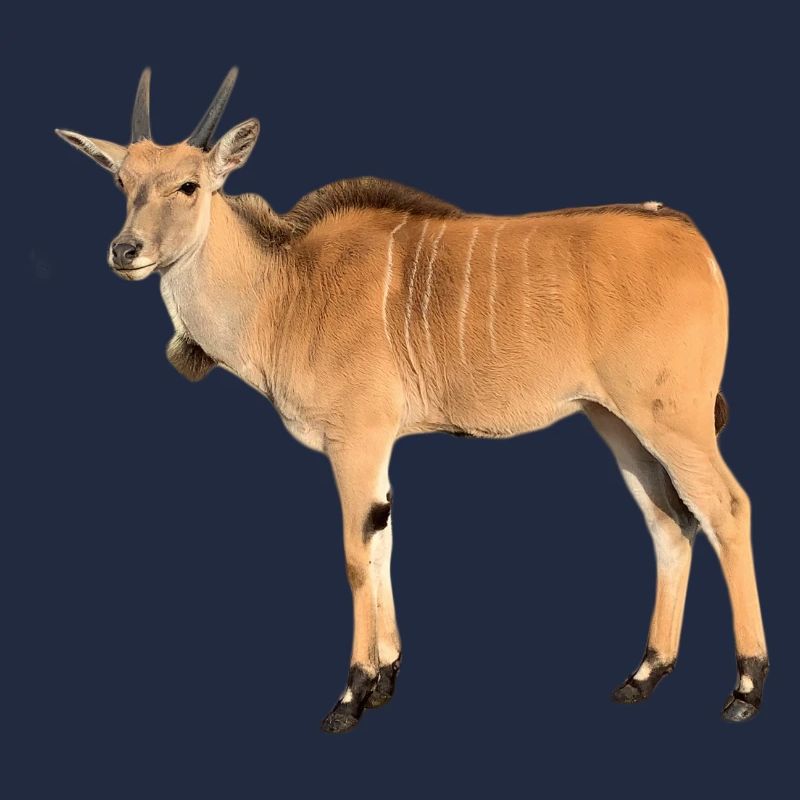Antilope