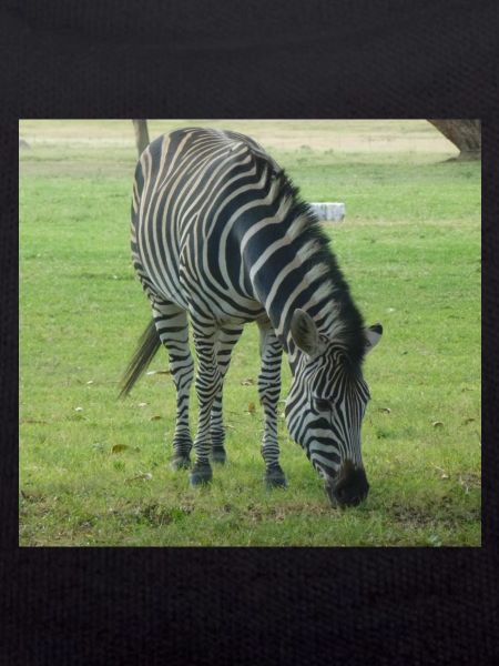 Close up of Zebra