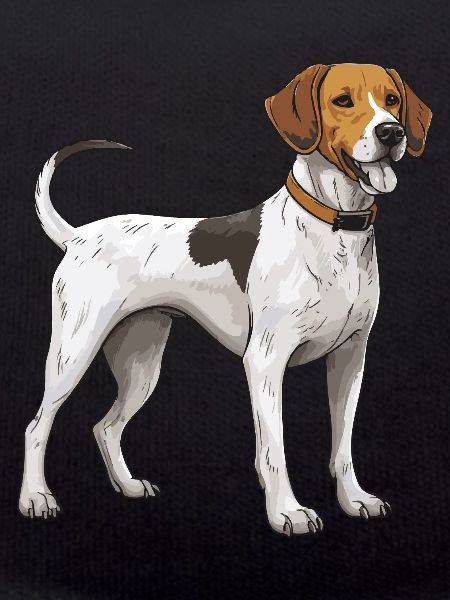 Beagle Dog