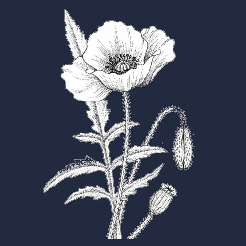 Coquelicot