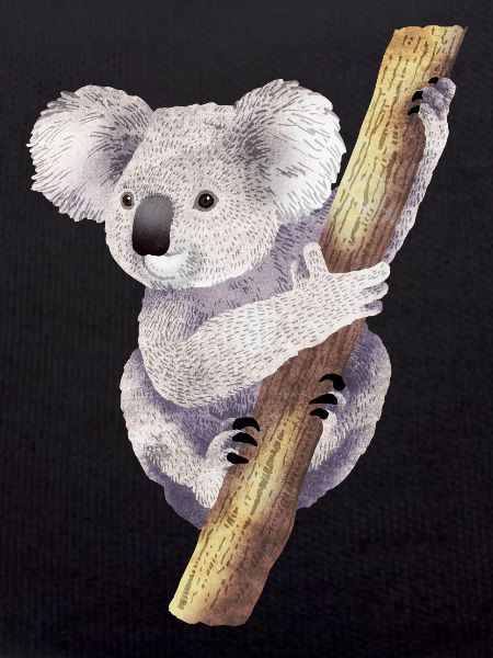 Koala 01