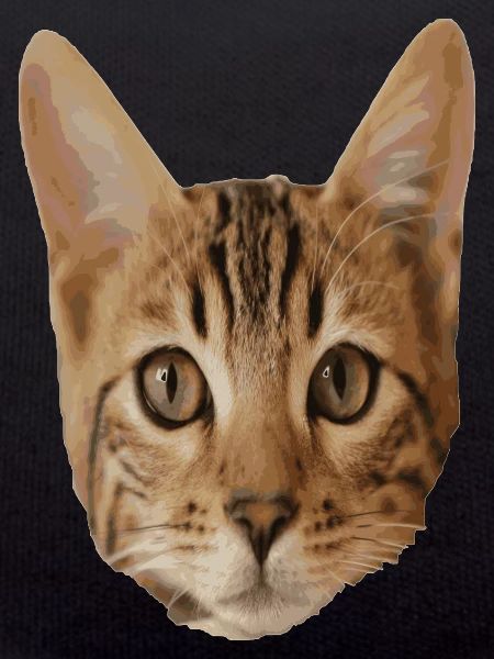 Cat head