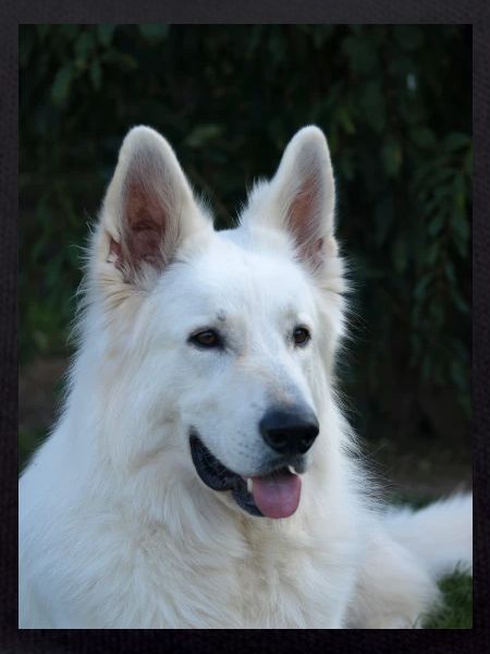 Portrait of majesty