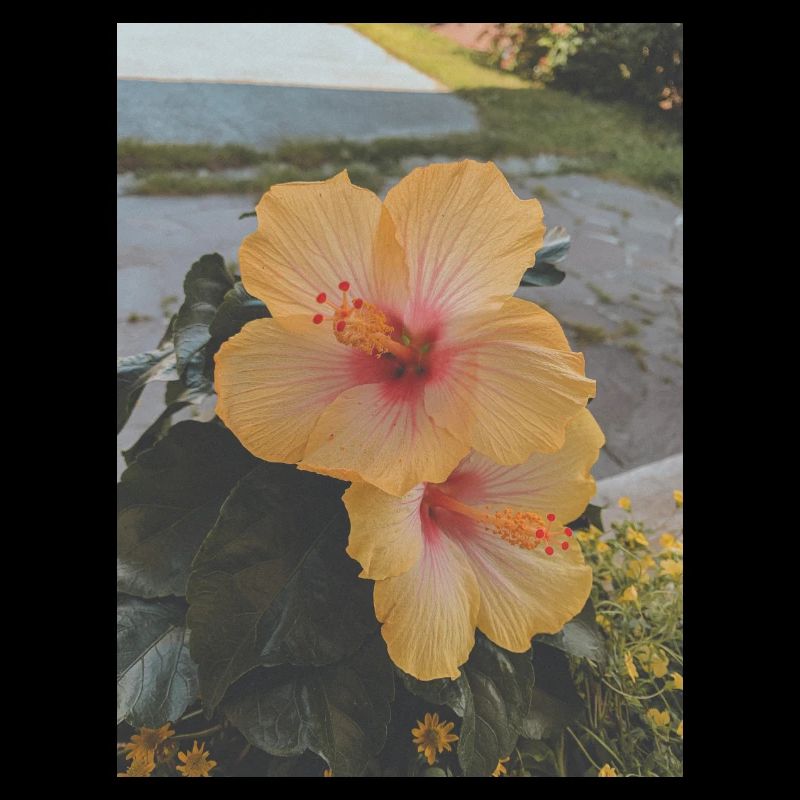 FLEURS D’HIBISCUS