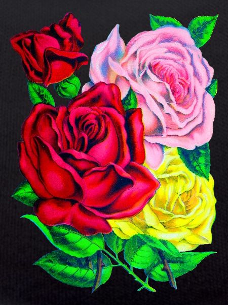 Roses