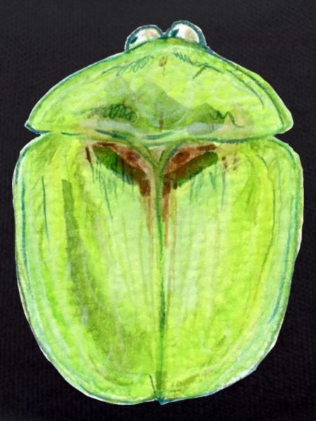 Distel Schildkäfer