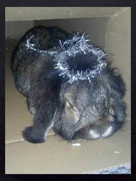 Lapin