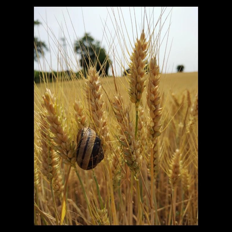 Escargot sur blé