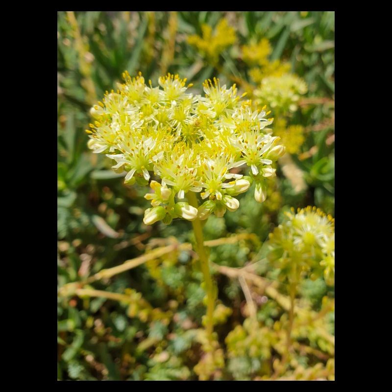 Heller Mauerpfeffer (auf deutsch Nizza-Mauerpfeffer)