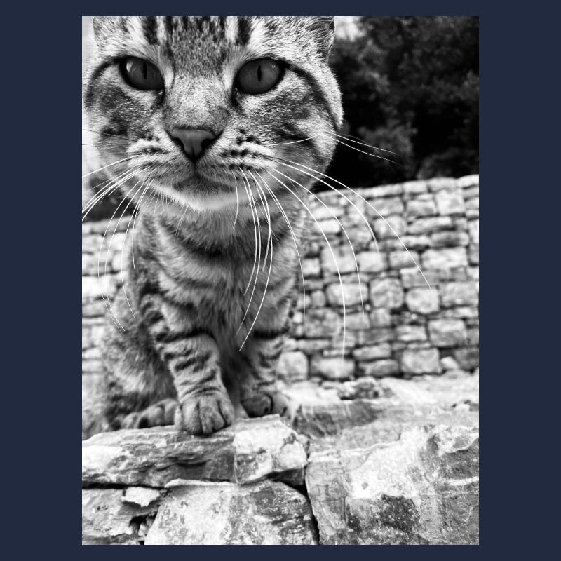 Katzen Pullover Herren Damen kinder