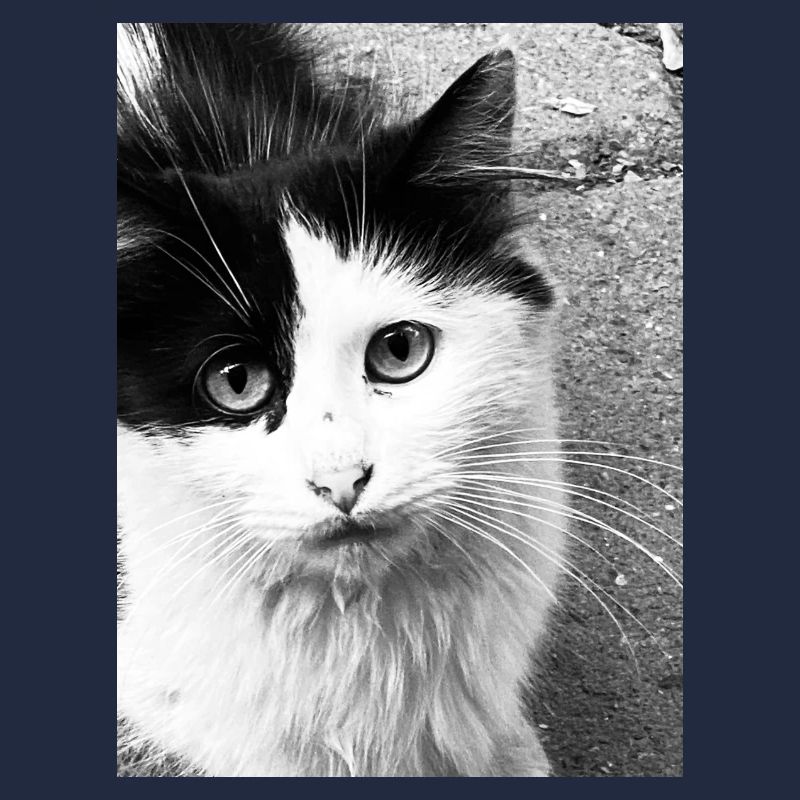 Katzen
