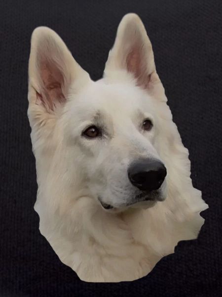 White Shepherd Head