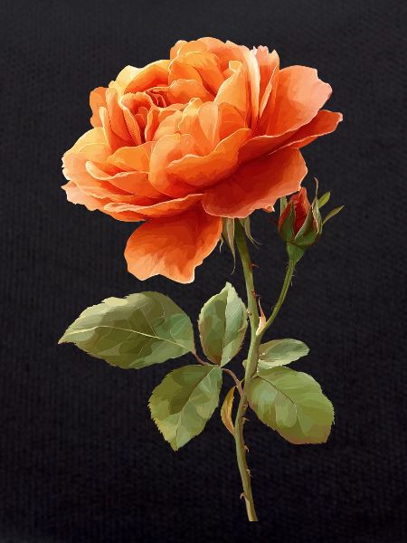 Rose orangée