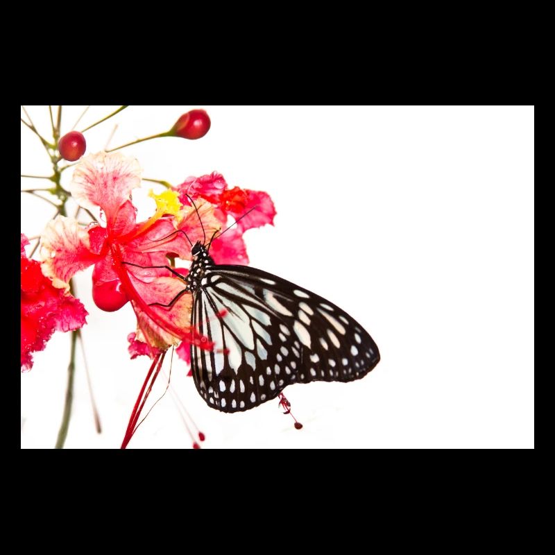 Papillon papillon