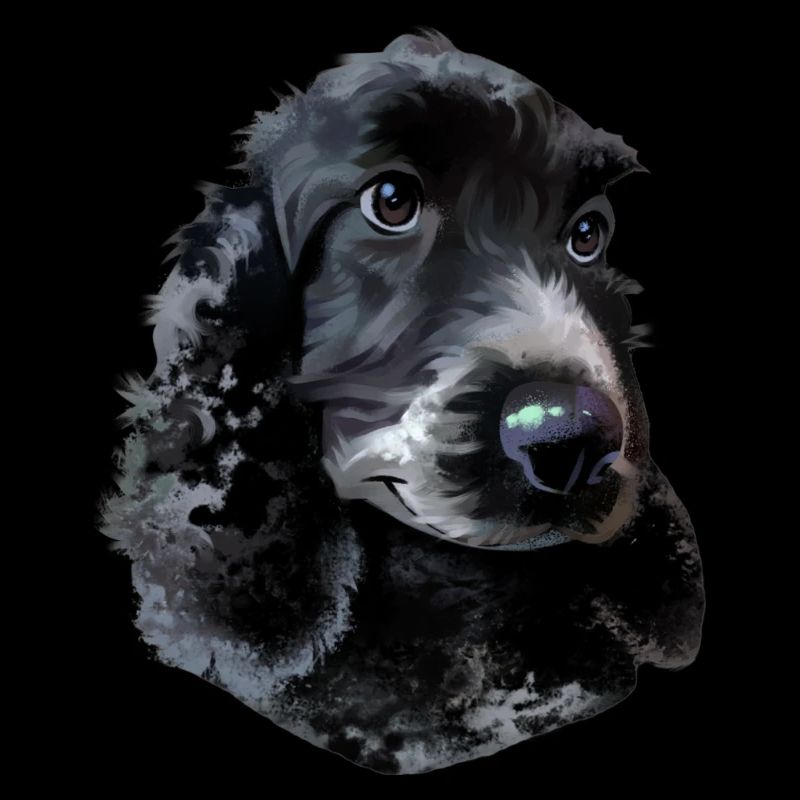 Cocker Spaniel Hund