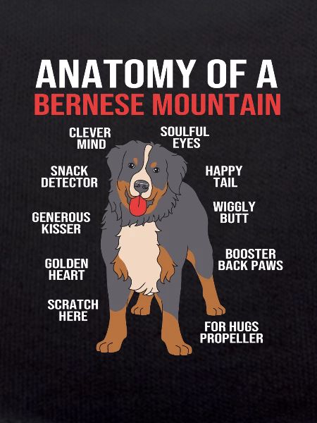 Bernese Mountain Dog