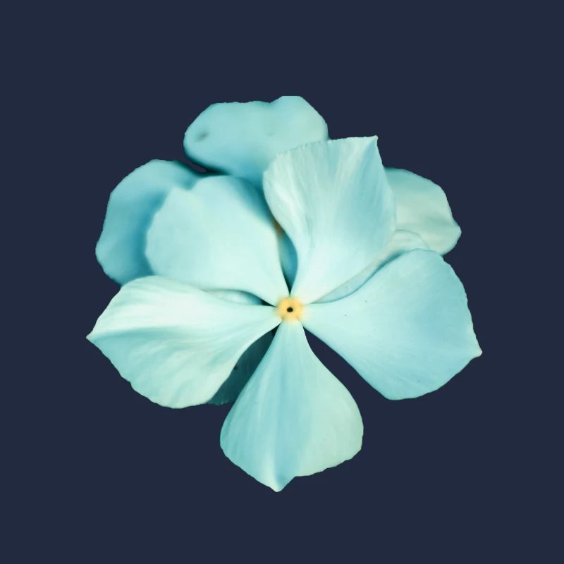 blaue Blume