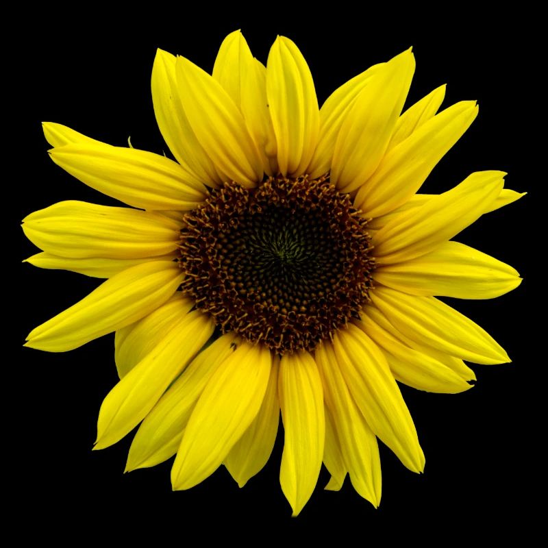 Sonnenblume