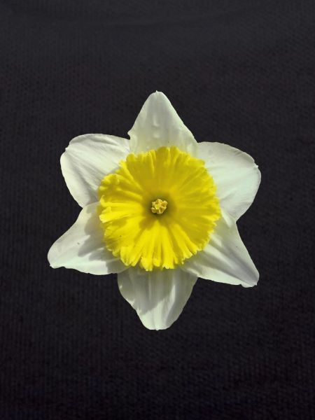 narcissus flower