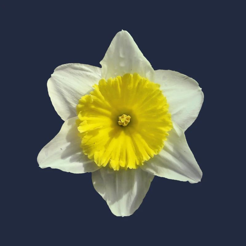 fleur de narcisse