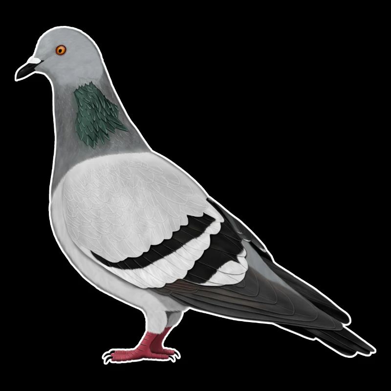 Pigeon oiseau dessin Ornithologue Amis des Oiseaux