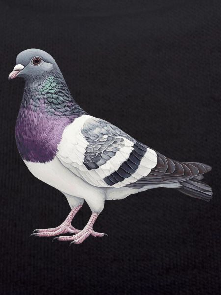 Colombe
