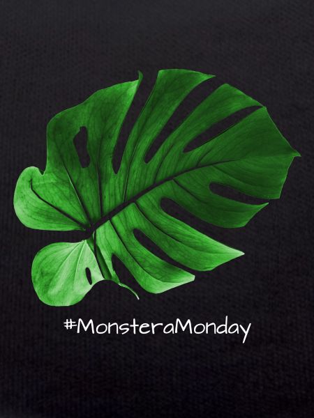MonsteraMonday - Greenwhite