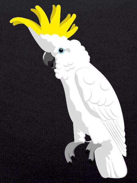 Sulfur-crested cockatoo