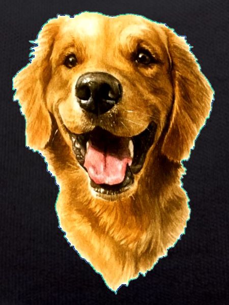 Golden Retriver