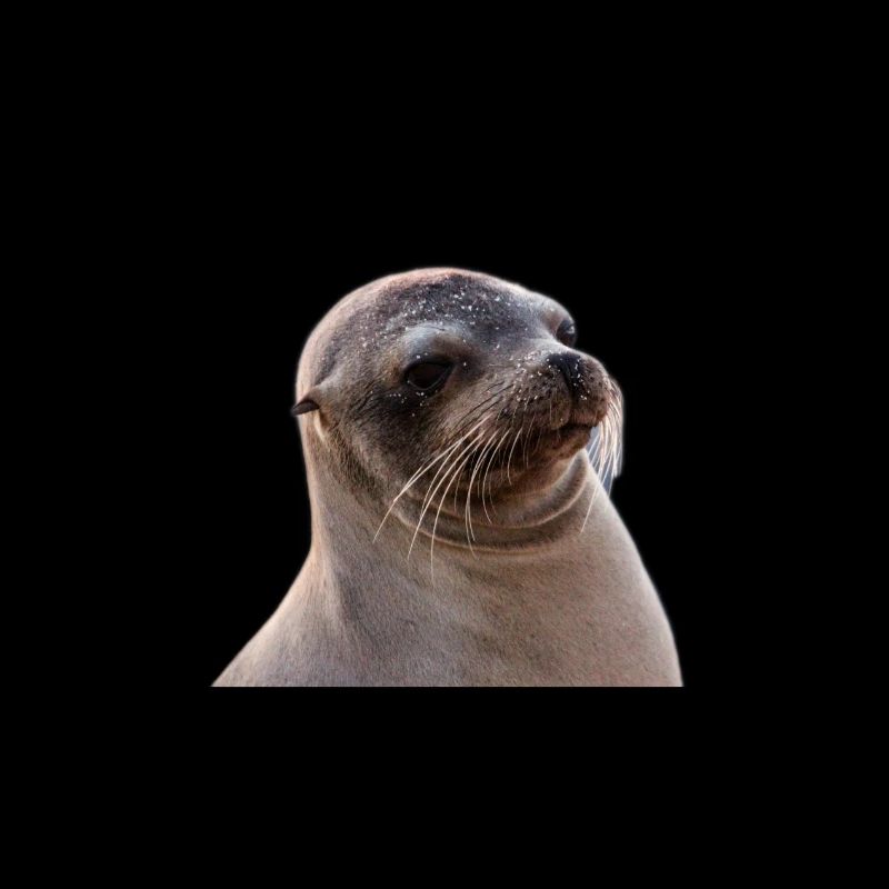 Robbe, Seelöwe