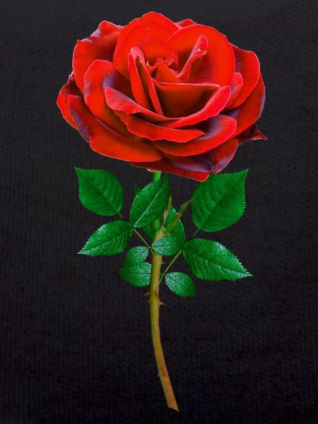 Rose - Red Rose