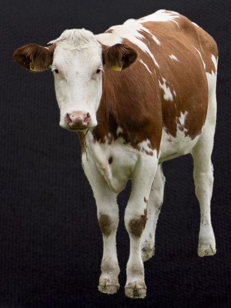 Cow