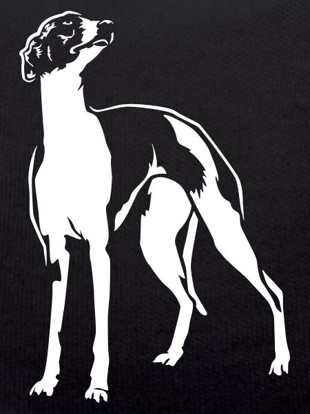 Whippet