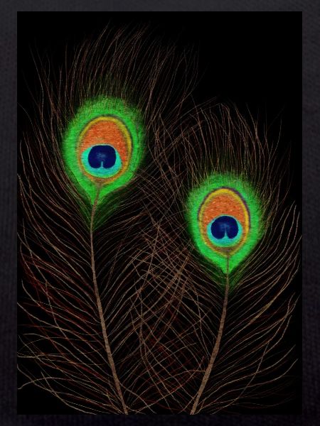 Peacock Feathers on Black