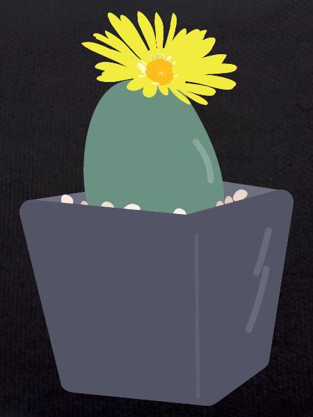 Lithops flower３