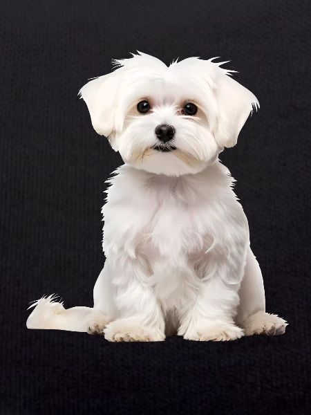 Maltese