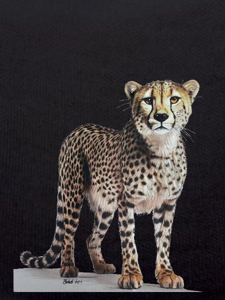 Cheetah - Gepard