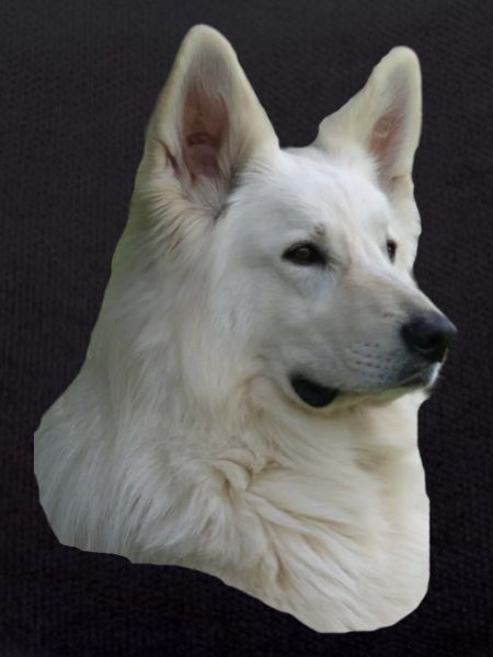 White Shepherd Head