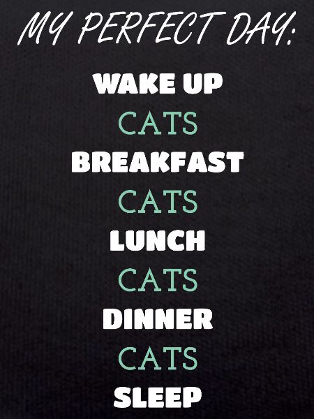 Whimsical Cat Daily Routine Design