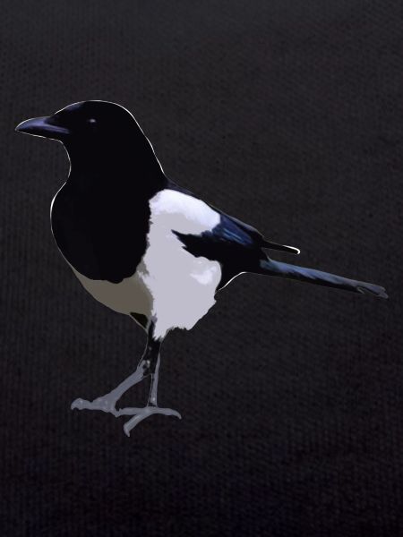magpie