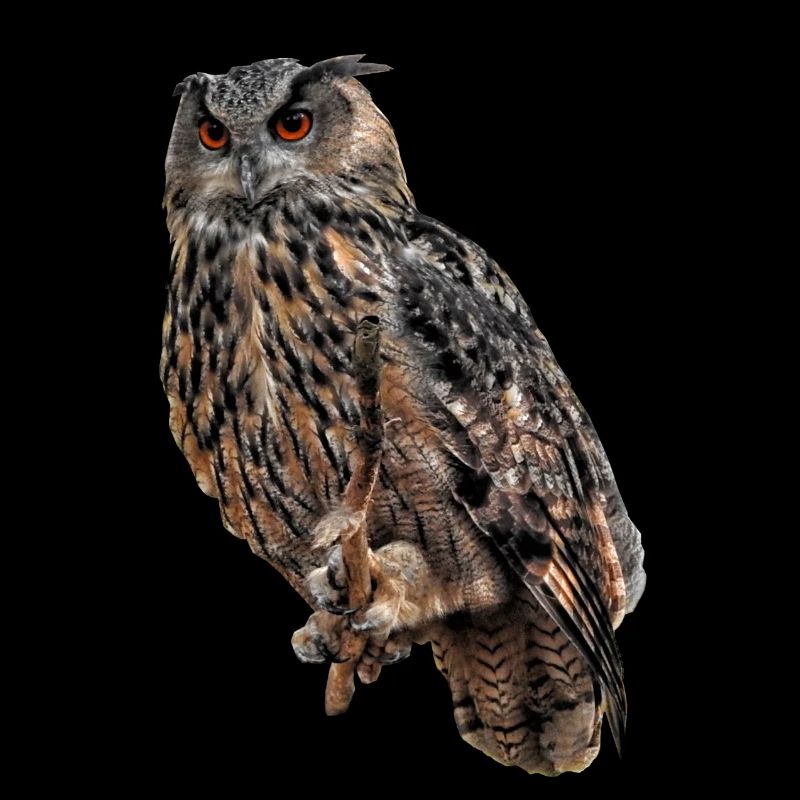 Der Uhu ist ein Jäger der Dämmerung und der Nacht.