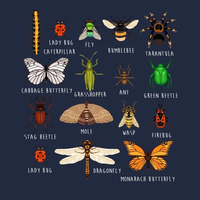 Insects, types of insects