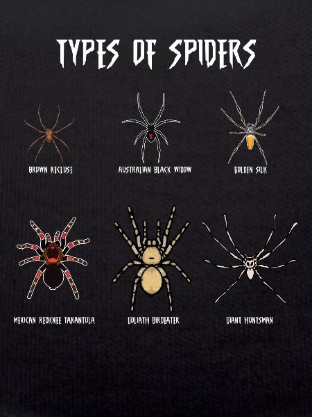 Espèces d’araignées, araignées