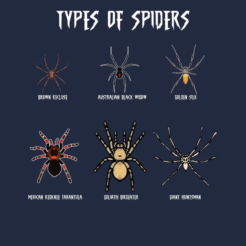 Espèces d’araignées, araignées
